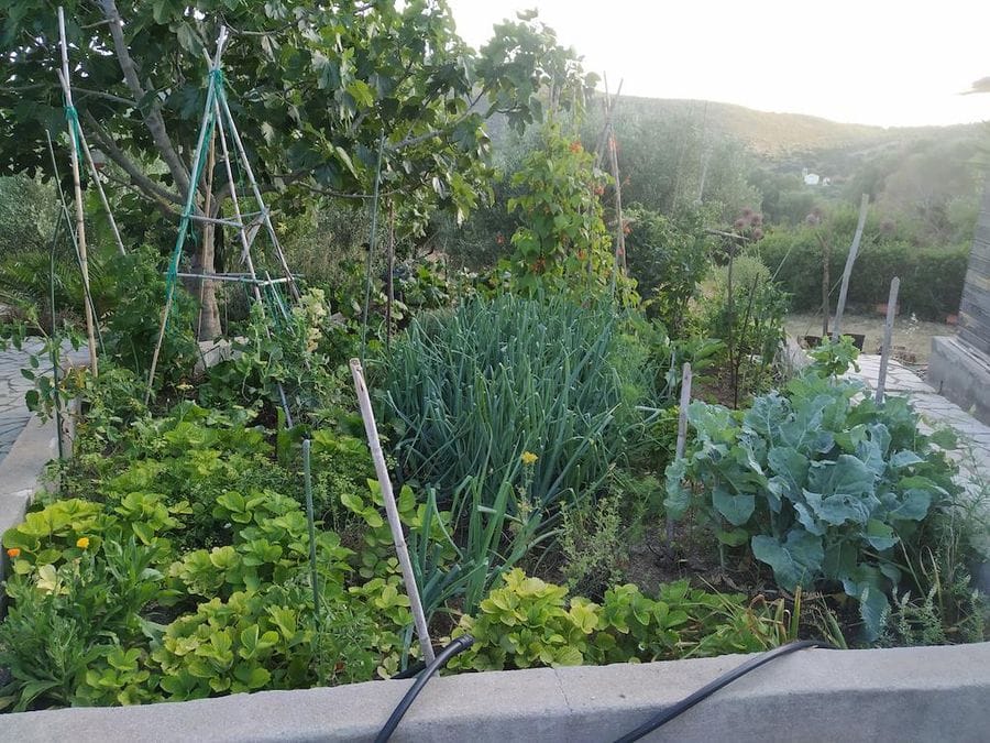 Evonymon garden with fresh onions, strawberries plants, various green stalks with wooden supports and trees